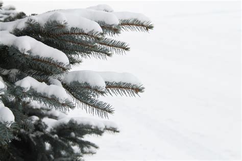 雪松爲何是市樹——漫談雪松與城市之緣